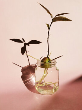 Vertical shot of a sprout of an avocado seed in a glass jar