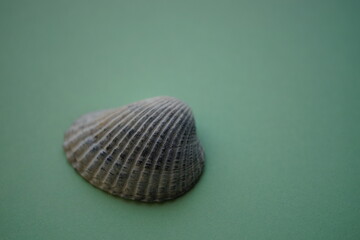 Grey sea shell on a pale green marine table.