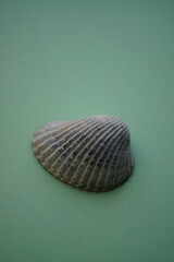 Grey seashell on a pale green marine table.