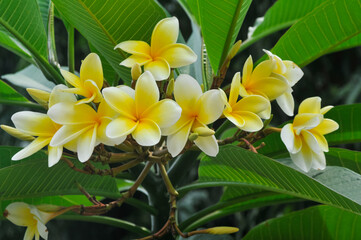 Fototapeta na wymiar a bunch of frangipani flowers on a green background