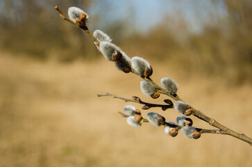 a willow branch in the forest. blossoming buds. the concept of spring, awakened willow buds in nature