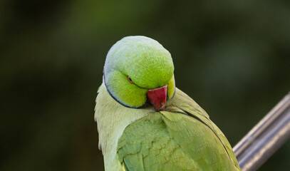 Closeup shot of a green Newton's parakeet on the blurry background