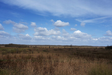 Obraz premium Spring on the Biebrza Marshes, April landscape with reeds