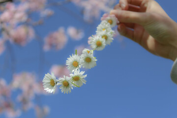 Closeup shot of a daisy flower chain blowing in the wind in the background of a sky.