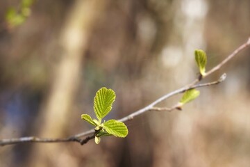 Spring on the Biebrza Marshes, branch with young alder leaves