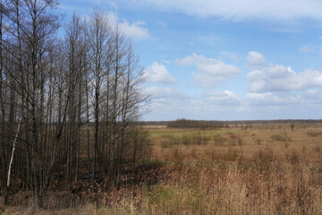 Obraz premium Spring on the Biebrza Marshes, April landscape with reeds
