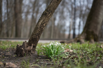 Snowdrop flowers in the garden, sunlight. The first beautiful snowdrops in spring.