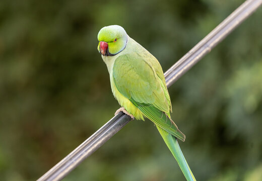 Closeup shot of a blue-winged parakeet sitting on a rod on the blurry background