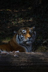 There are nine different subspecies of the tiger. The Amur tiger is the largest and at the same time the most widespread subspecies.