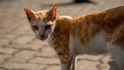 Arabian Mau cat walking on a street