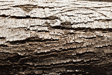 natural background texture of brown tree bark
