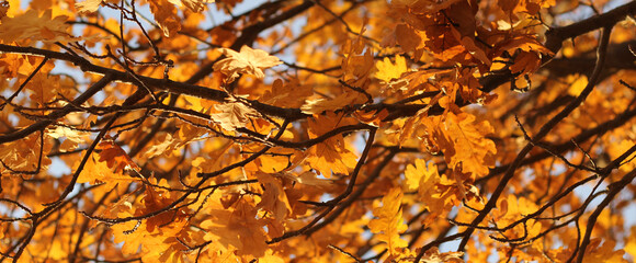 autumn landscape of yellowed tree leaves against a blue sky. the concept of changing seasons