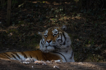 In the wild, the tiger spends a lot of time hunting, because on average only every tenth attack is successful. The big cat sneaks up and tries to overpower the victim by jumping from behind.