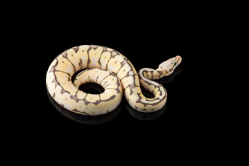 Multicoloured snake ball royal python isolated on black background