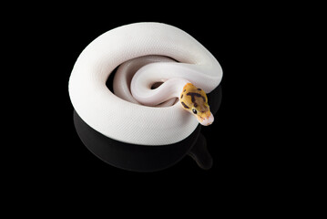 Multicoloured snake ball royal python isolated on black background