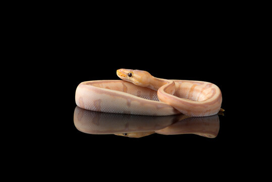 Multicoloured snake ball royal python isolated on black background