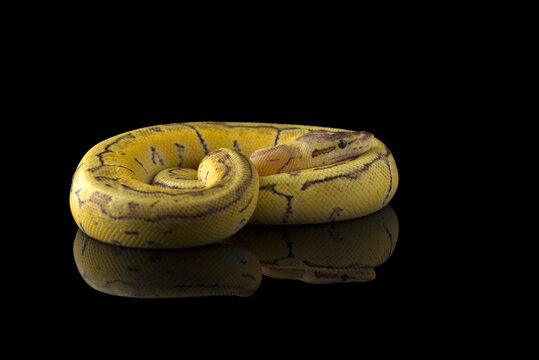 Multicoloured snake ball royal python isolated on black background
