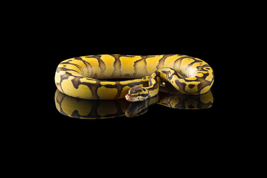 Multicoloured snake ball royal python isolated on black background