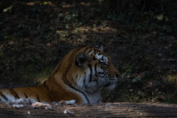 The tiger is still in acute danger of extinction because its bones are sold like hot cakes in Chinese medicine. Panthera tigris altaica.