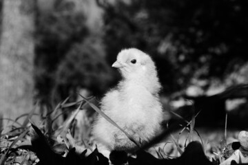 Inquisitive chick shows baby chicken bird closeup in farm grass.