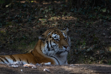 The tiger is still in acute danger of extinction because its bones are sold like hot cakes in Chinese medicine. Panthera tigris altaica.