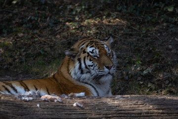 The tiger is still in acute danger of extinction because its bones are sold like hot cakes in Chinese medicine. Panthera tigris altaica.