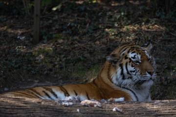 The tiger is still in acute danger of extinction because its bones are sold like hot cakes in Chinese medicine. Panthera tigris altaica.