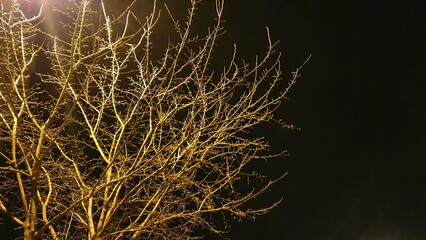 Photograph of the branches of a tree taken from below at night, light hitting tree branches at night black background