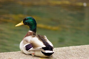 duck in park next to lake