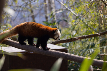 The red panda feeds mainly on bamboo and other plants. An extended wrist bone that functions like a...