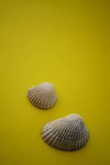 Two white grey seashells on an olive table