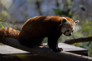 An extended wrist bone that functions like a real thumb forms a sixth finger. In this way, the animals can strip the leaves off the bamboo and grasp the fruit better.