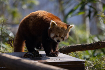 To drink, the red panda dips its paw in a puddle or stream and then licks the water off its paw. He...