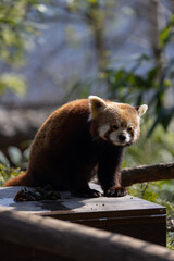The rearing of the young is also peculiar. The red panda builds a nest like a bird. The young animals stay in it for up to three months after birth.
