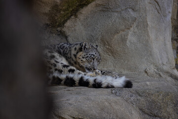 Since the prey density is low in the extreme regions of the high mountains, it is estimated that the home ranges of the snow leopards are up to 1000 square kilometers in size.