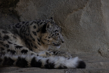 Obraz premium Since the prey density is low in the extreme regions of the high mountains, it is estimated that the home ranges of the snow leopards are up to 1000 square kilometers in size.