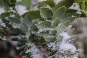 Wilczomlecz mirtowaty Euphorbia myrsinites