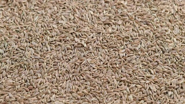 dry dill seeds on flat surface, slow rotating looped background