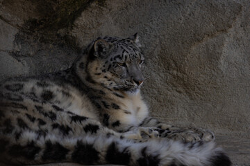 The snow leopards (like the Siberian tiger) are record holders of all cats. Their uniqueness is...