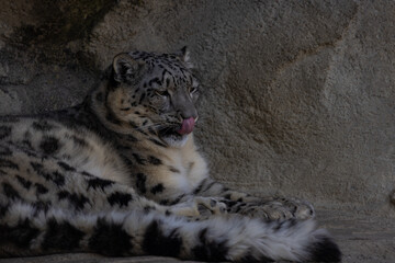 The snow leopards (like the Siberian tiger) are record holders of all cats. Their uniqueness is...