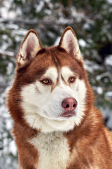 Portrait brown Siberian Husky dog on the background of the winter snowy forest. Front view