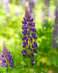 Colorful blue and purple colorful vibrant lupine wildflowers in with bokeh blurred background