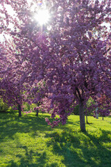 Pink blooming trees in park with green grass on a sunny day. Spring background.