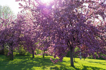 Pink flowering trees in park with green grass on a sunny day. Spring background.