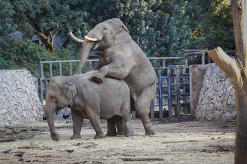 Beautiful shot of two elephants mating in a zoo during the day