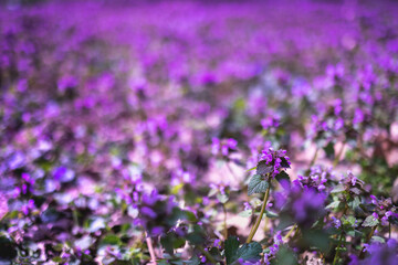 Selective focus Red Deadnettle Lamium purpureum herbal plant in forest.Purple dead Nettle flowers in the garden. Blossoming purple archangel herbs. Spring, summer grass background, copy space