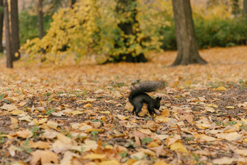 A black squirrel with a nut in its teeth, running on yellow leaves in a public park. Feeding animals. Winter supplies. Autumn background