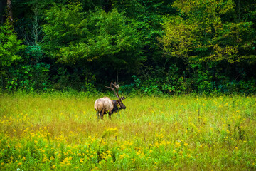 Naklejka na ściany i meble Lone buck elk with large antlers standing in meadow