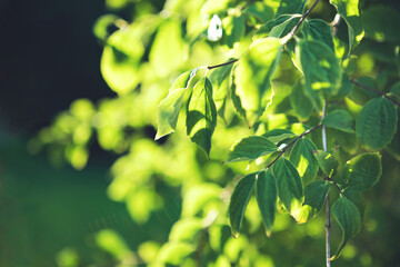 Close up of tree branch with green leaves on blurred greenery background bokeh in garden with copy space. Natural green plants landscape, ecology concept, fresh wallpaper, spring quote background