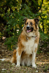 Portrait of northern breed dog in the park